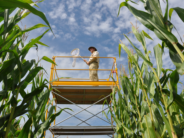 University of Illinois entomologist Joe Spencer stands on top of one of his rootworm-catching towers ready to net and collect flying adult beetles. (DTN photo by Emily Unglesbee)